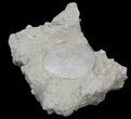 Fossil Sand Dollar (Scutella) - France #41371-2